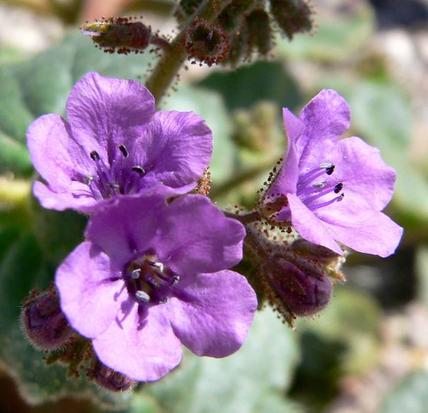 Phacelia calthifolia